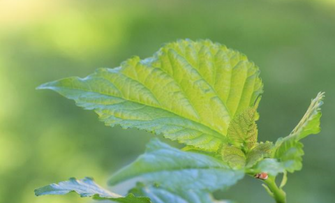 糖尿病|这4种食物是高血糖的克星，常吃预防缓解糖尿病