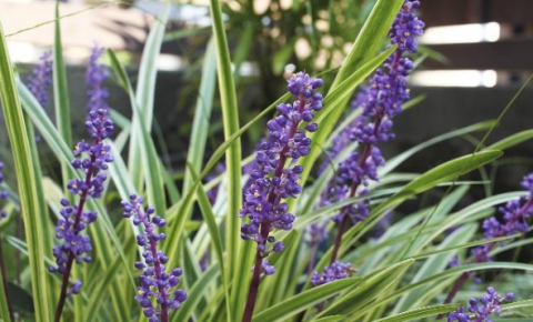 糖尿病|这4种食物是高血糖的克星，常吃预防缓解糖尿病