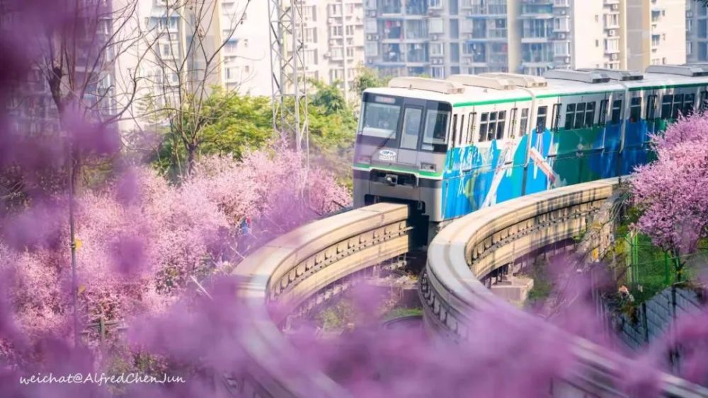立春以来,重庆轨道交通2号线佛图关段鲜花掩映,列车在花海中穿行,被
