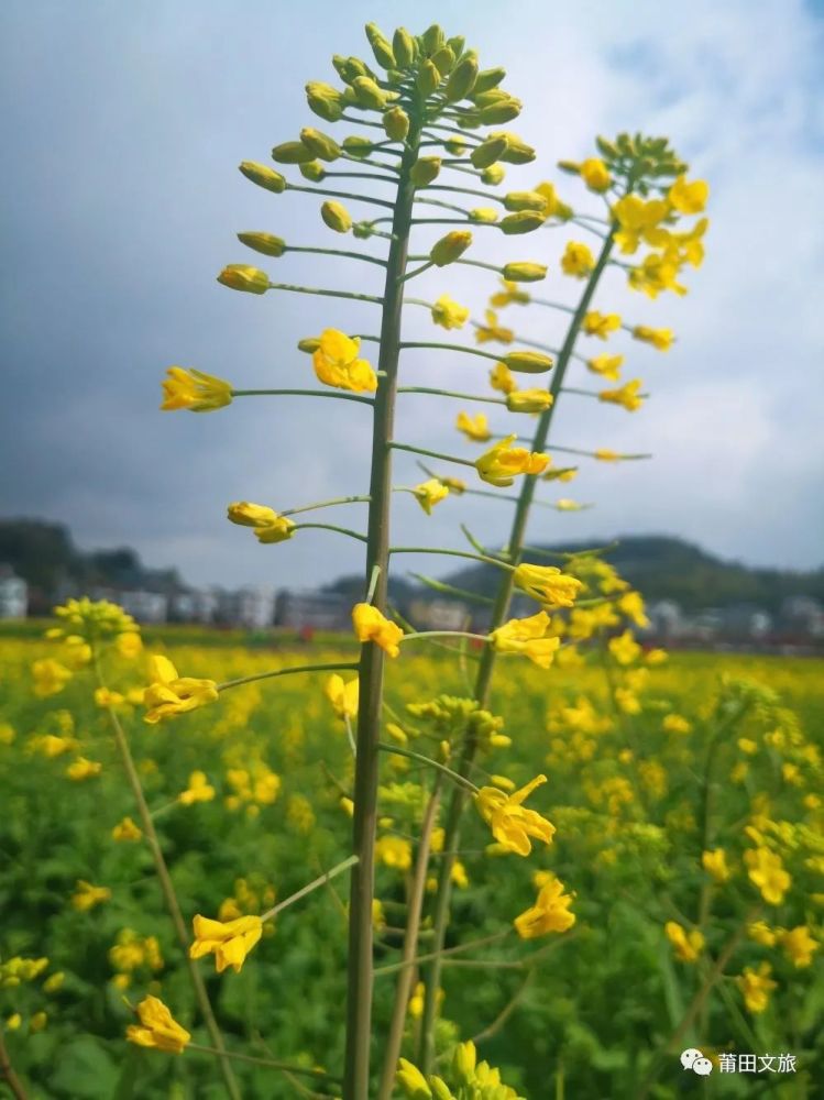 袅翠笼烟花波澜 美丽乡村游记 二月坪盘赏花趣 腾讯新闻