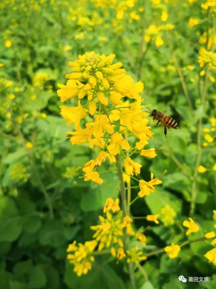 袅翠笼烟花波澜 美丽乡村游记 二月坪盘赏花趣 腾讯新闻