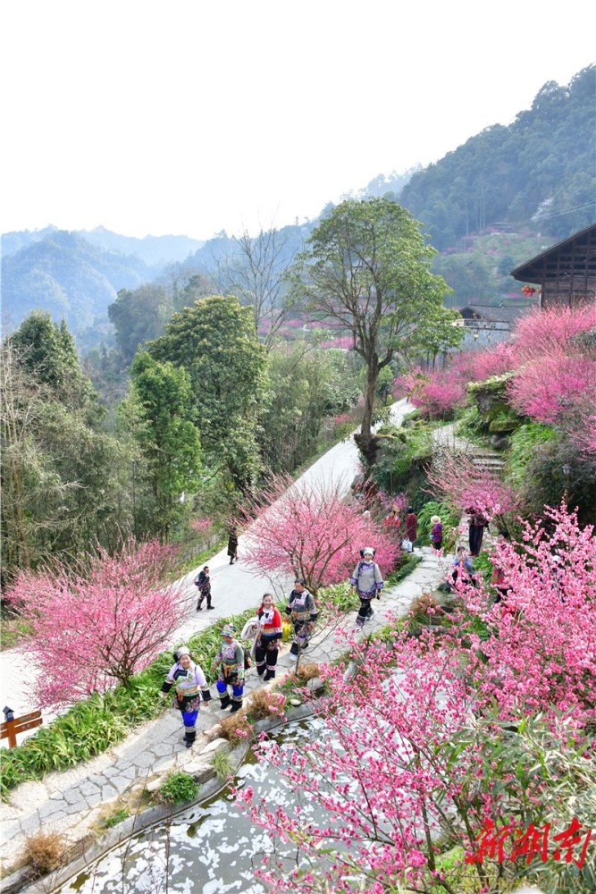 连日来,随着气温回升,湘西土家族苗族自治州永顺县灵溪镇洞坎村陈家坡