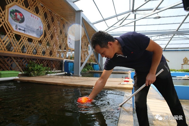 产销双丰收春节期间闽侯金鱼不停游