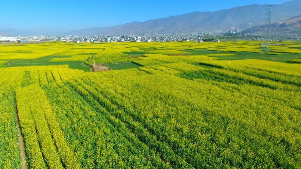 行摄宾川菜花黄豆花香钟情这般美景的还有这群精灵