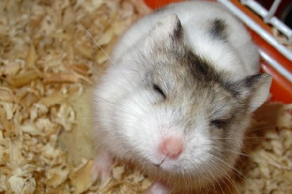 属鼠人不同出生月的命运,出生在以下4个月的鼠,躺着都得财!