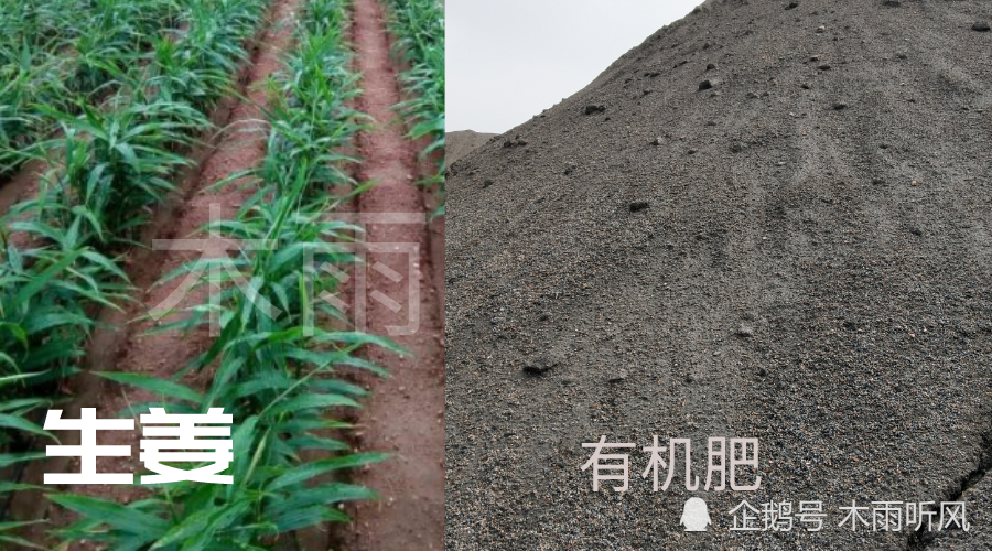 有机肥|种植生姜的技术：生姜地里施用什么有机肥好？