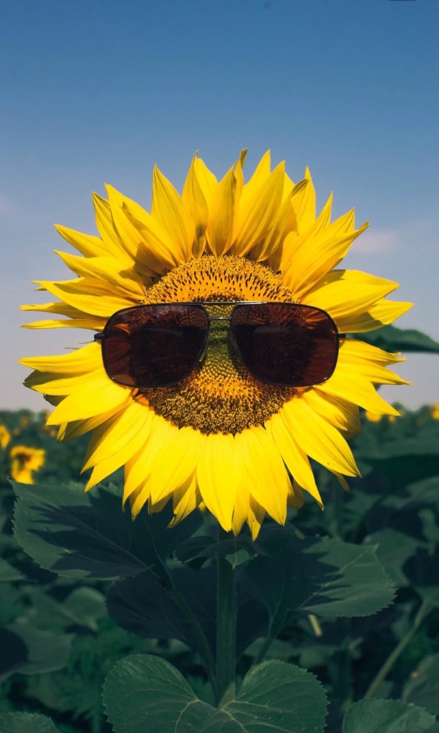 向日葵有个很诗情画意的花语 入目无他人四下皆是你 腾讯新闻