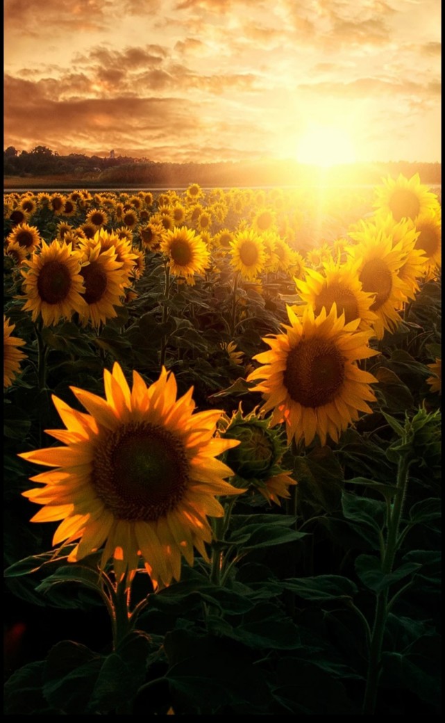 向日葵有个很诗情画意的花语 入目无他人四下皆是你 腾讯新闻