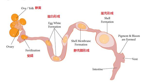 杨庆闲|过年从家里拿来的土鸡蛋，跟超市的有啥不一样
