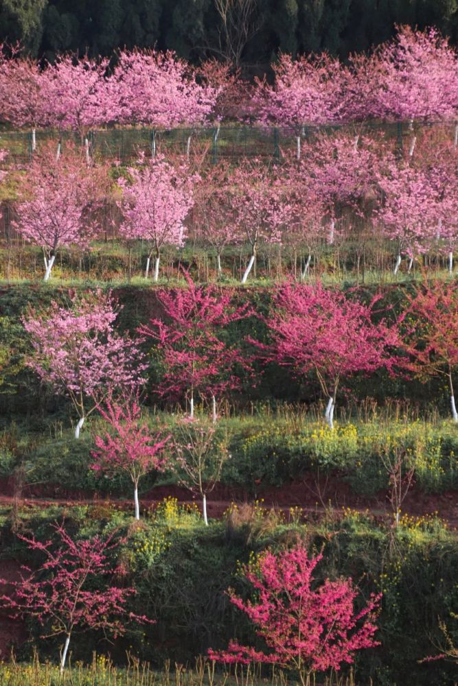 那些刷屏南充朋友圈的花海,都在这里