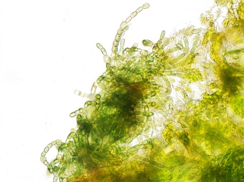 火星变地球?发现超级生物,可适应火星环境产出氧气_腾讯新闻