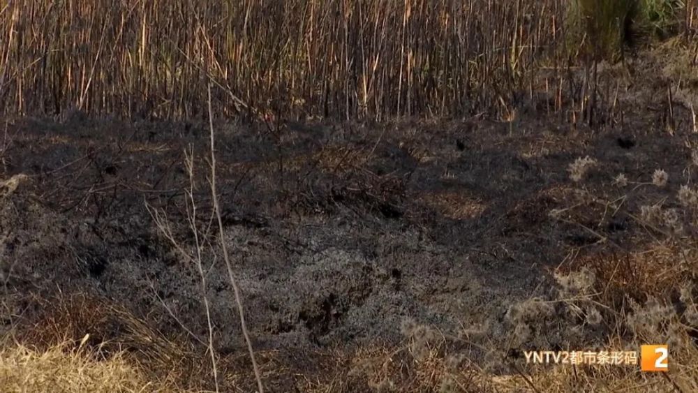 夜间杂草空地突发火情火势绵延了两三百米消防紧急扑救