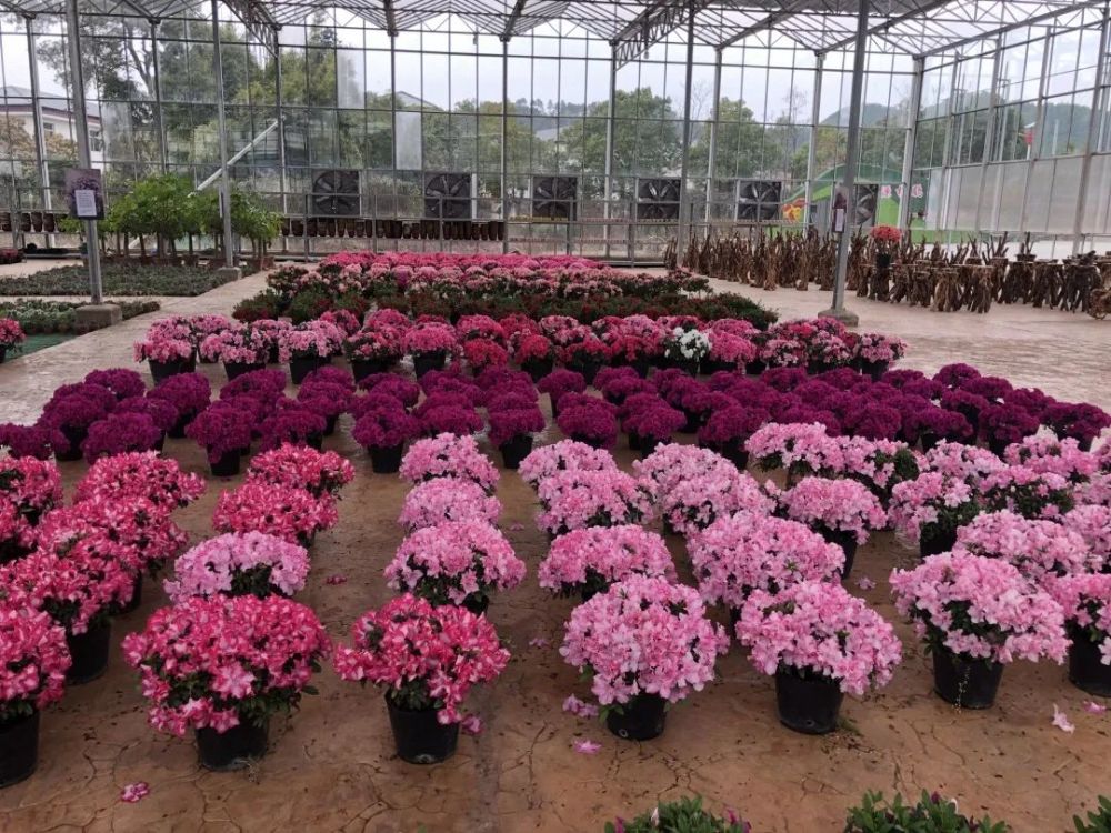 会昌小密花乡杜鹃花开,花海就在你身边!