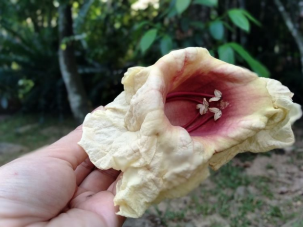 广西云南地区常将猫尾木花加工食用,您吃过吗?