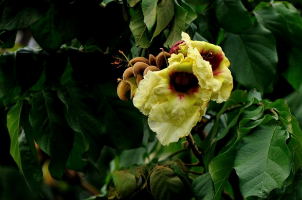 荒野维生野菜系列——猫尾木