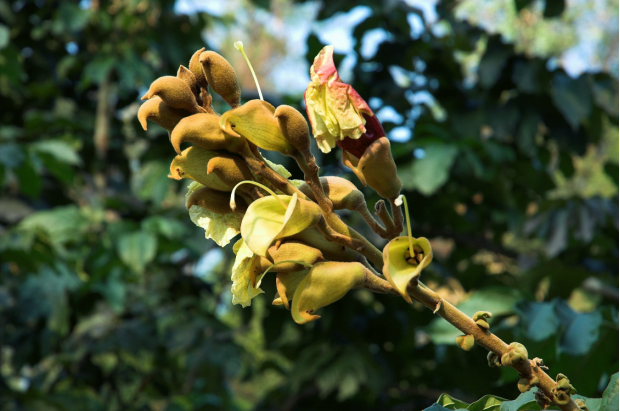 荒野维生野菜系列——猫尾木