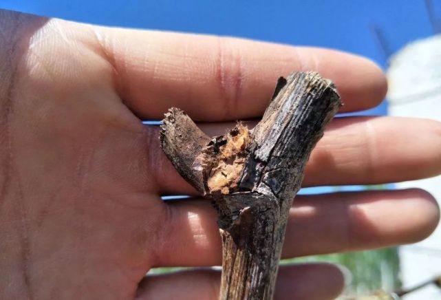 葡萄萌芽不整齐的原因你真的知道吗