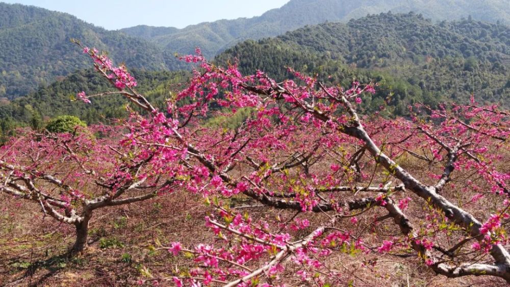 桃李满林春似锦