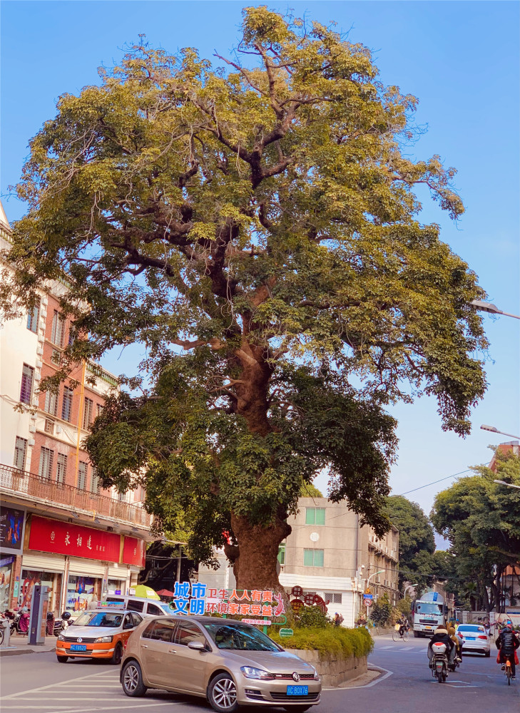 泉州五百岁老树屹立路中央堪称路霸路过车辆不得不减速