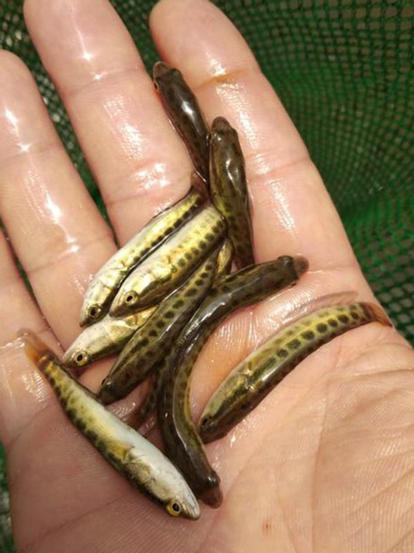 两男子鞭炮炸了6尾鱼苗被抓,工作人员:非法捕捞不论鱼大鱼小