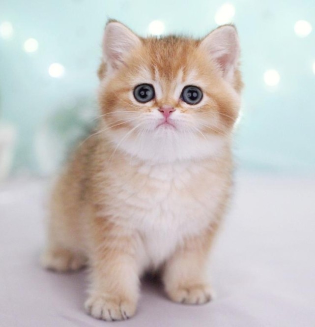 金色渐层|金渐层|银渐层|金吉拉猫|英短蓝猫