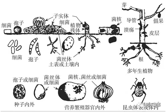 果树|春季果树清园的重要性，春季如何让果树芽眼尽快发芽