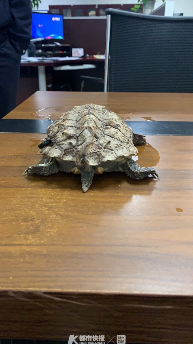 浙江男子买来一只"牢底坐穿龟",果然警察上门了