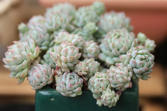 小红莓小型品种易群生拟石莲花属多肉植物