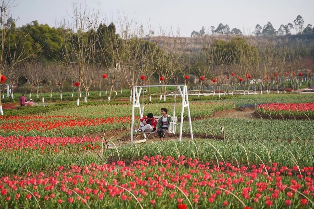 岳池:郁金香,梅花,报春花……这个网红景区花都开好了!