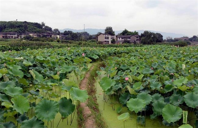 莲藕|莲藕种植技术，农民掌握以下要点，收获高产优质的莲藕