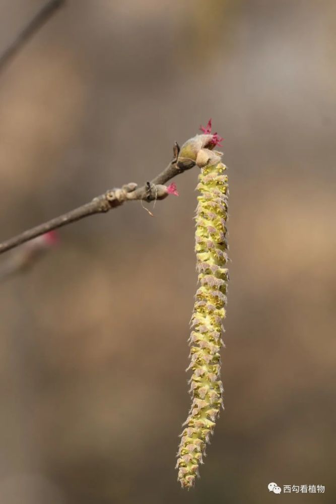 北京忍冬,進入盛花期.地點:水杉林.