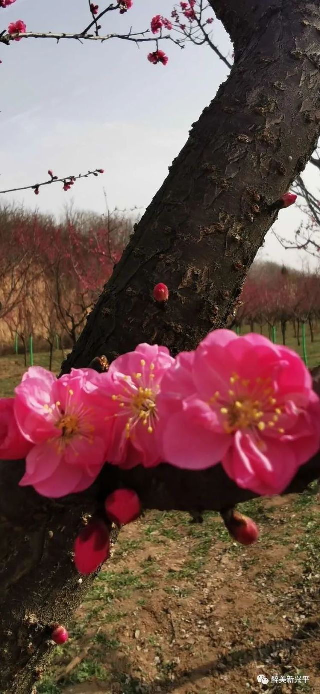 實拍興平的紅梅園紅梅怒放高清組圖