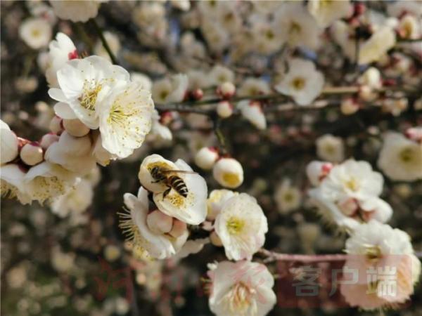 山裡的梅花爭奇鬥豔,市區的梅花也毫不遜色.