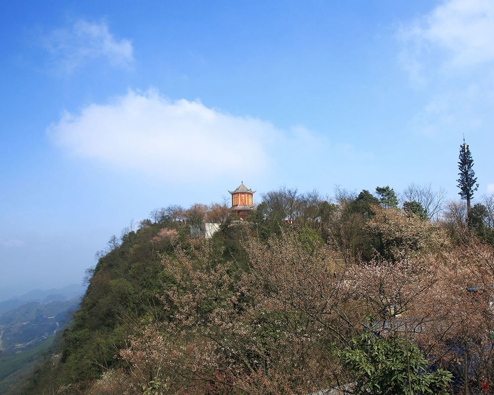 "处处山樱花压枝—重庆渝北区云龟山赏野樱花_腾讯新闻