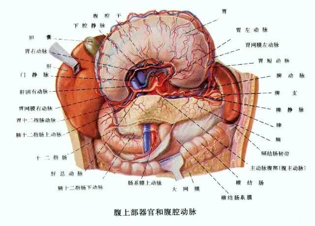 肚子疼到底是哪里在疼这张腹部地图帮您解答