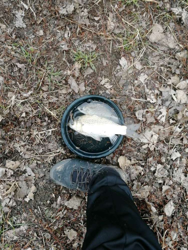 初春野钓遇到鱼浮头怎么钓?这3招学会了立马解决