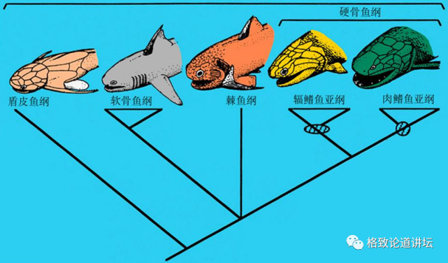 有颌鱼类在科学上一般分四大类群,我们熟悉的主要是硬骨鱼和软骨鱼类.