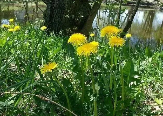 乳腺增生|春季，乳腺增生高发，忌一事，饮二水，做三控，消痈散结，更健康