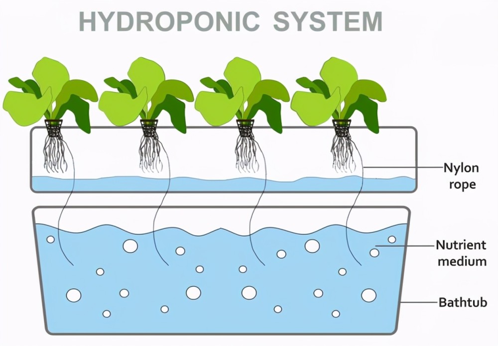 水耕栽培是什么 如何打造一个水培系统 腾讯新闻