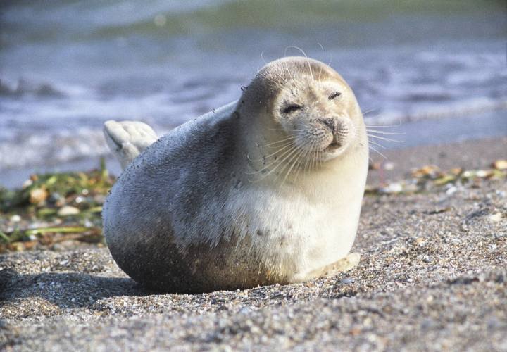 海豹,海狗,海獅,海象和海牛,它們的區別是什麼?_騰訊新聞