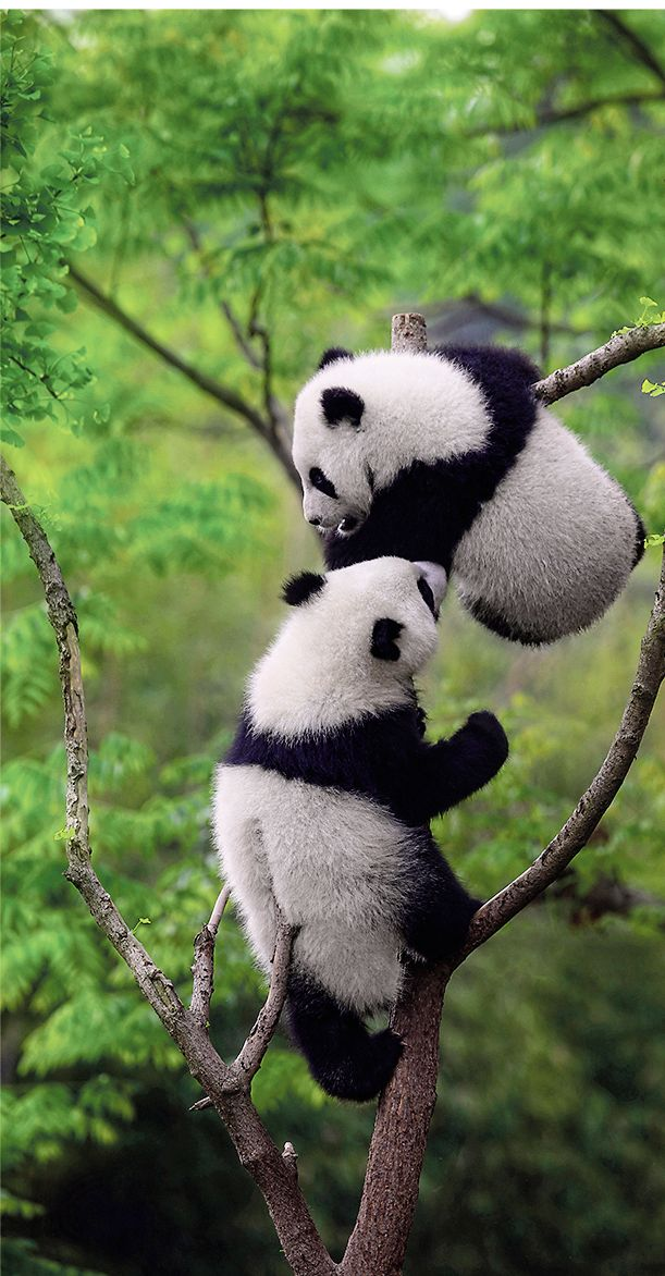 拍摄"国宝"的"国宝级"摄影家 "熊猫人"周孟棋|周孟棋|大熊猫|摄影家