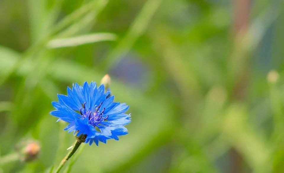 花与生活说说心情(花与生活说说心情短语发朋友圈)