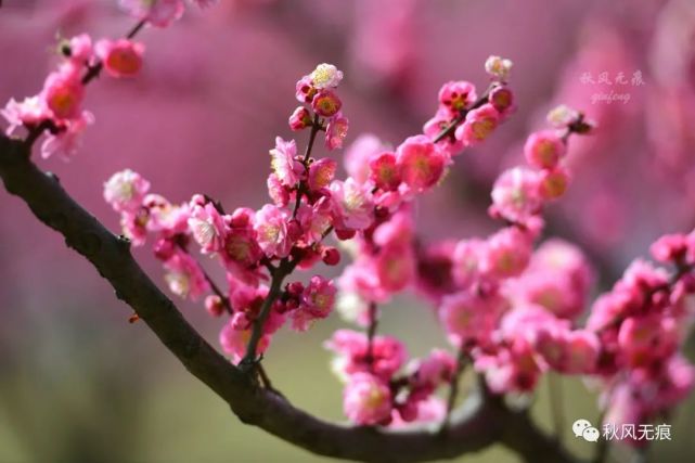 正月暖暖春风吹过 西安北郊一片梅林成为城中花园 公园 城中 春风 梅花 梅林 西安