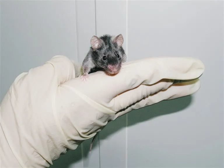 乙肝新药临床前模型,中新科学家介绍,人源化小鼠优势及其他平台_腾讯