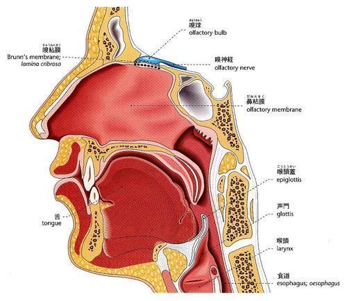 扁桃体炎与咽炎的区别是什么?
