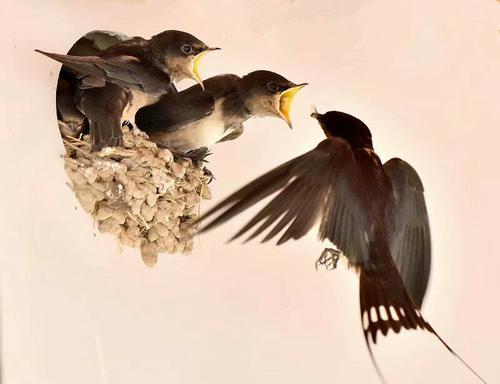 上游 互动丨头条大赛(第9季)丨陈益:那一窝燕子