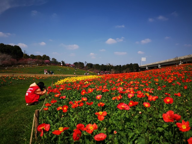 成都市区出现一大片花海!快来赏花!|成都|秀丽东方公园|白云|郁金香