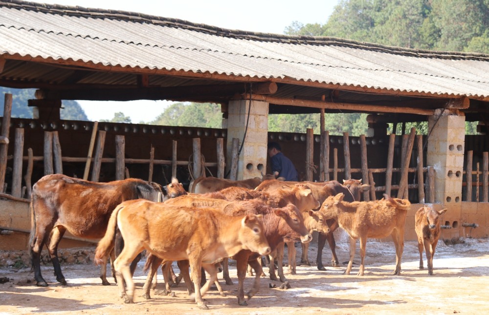 龙坝镇村民致富路上牛气冲天