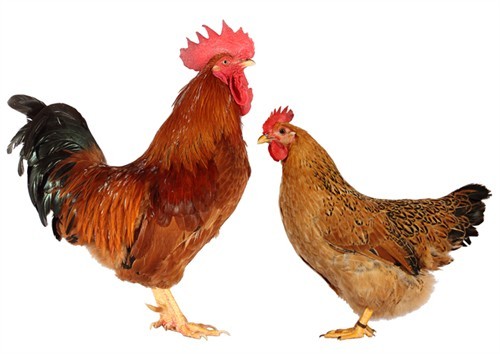 最早的家养鸡源自哪里现代家鸡源于古中国