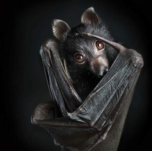 80000只巨型蝙蝠入侵澳大利亚又出事了世外桃源会变成瘟疫之源